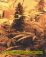 An image of Indica Delight