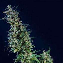 An image of Kama Kush CBD