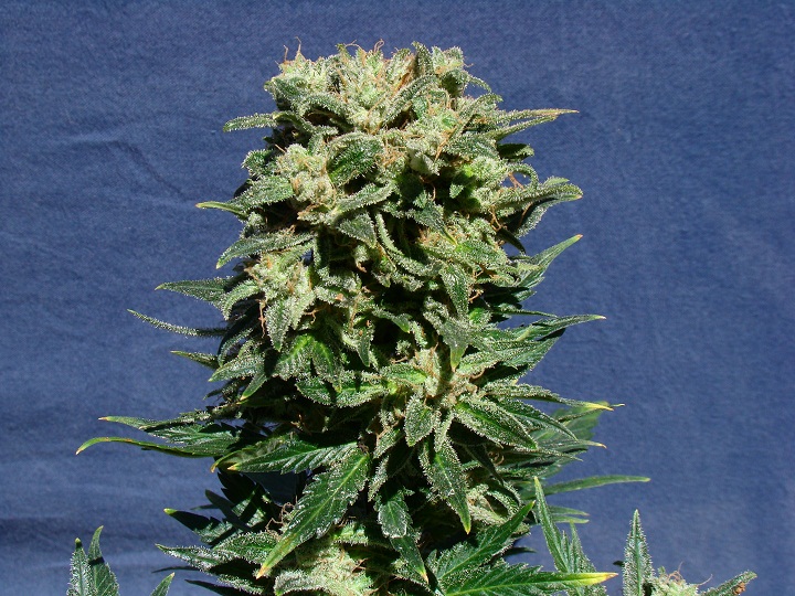 An image of La Blanca Automática