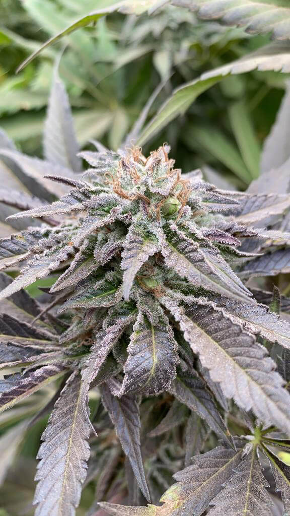 An image of Mimosa Dream