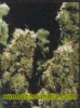 An image of Siam Delight