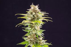 An image of Super OG Kush