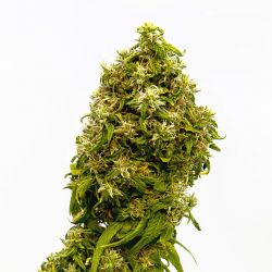 An image of Swiss Dream