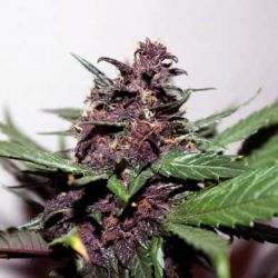 An image of Swiss Dream Rosé Auto CBD