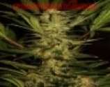 An image of White Domina