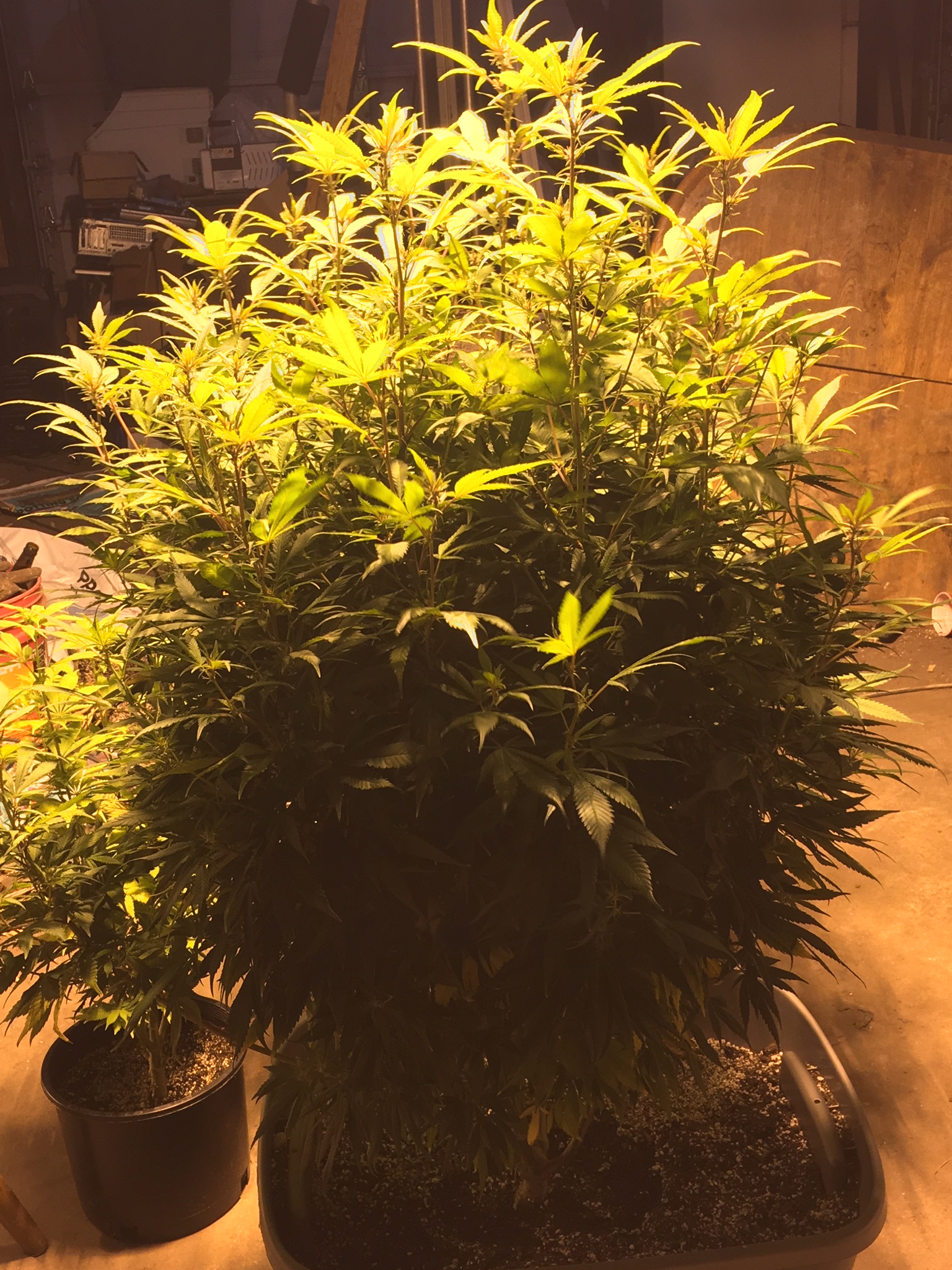 An image of Kaos Purps