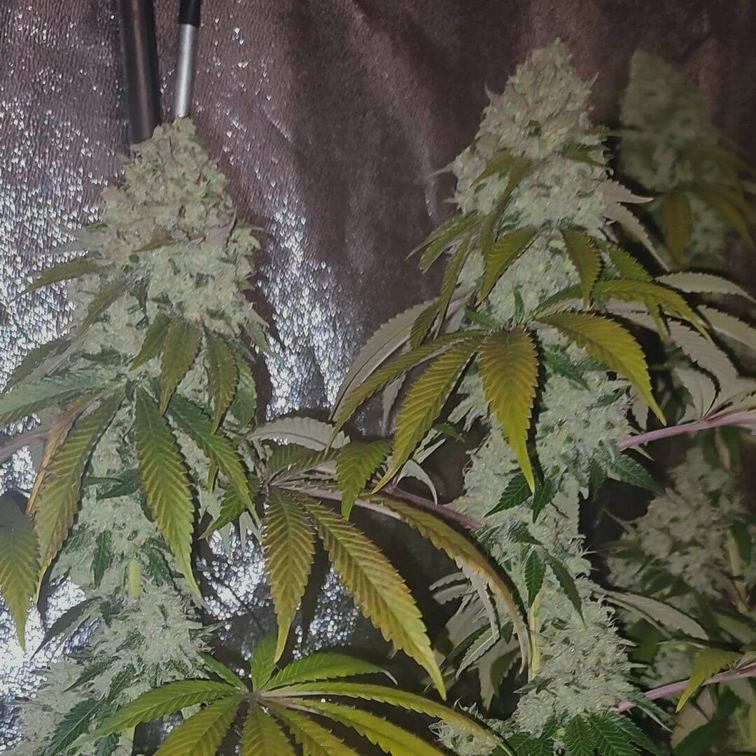 An image of Acid Dawg