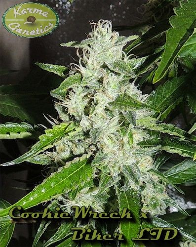 An image of CookieWreck x Biker