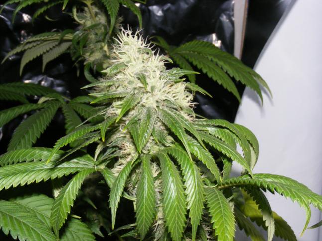 An image of D-Kush