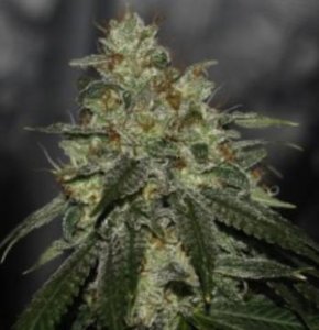 An image of Di Fruity