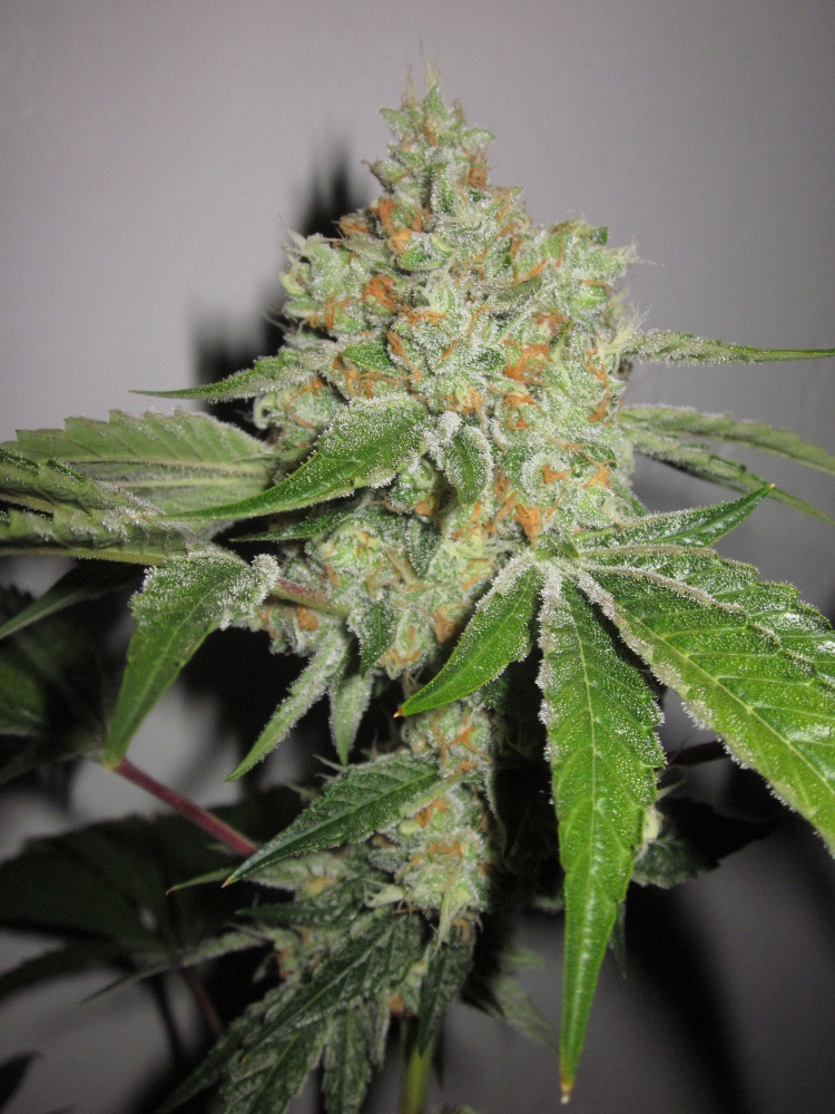 An image of Ghostrider OG
