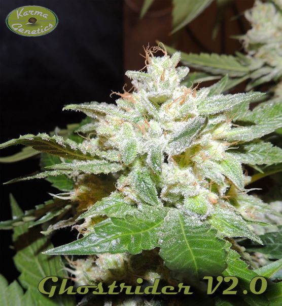 An image of Ghostrider V2.0