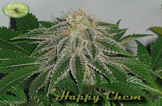 An image of Happy Brother X Chemdog D IX1