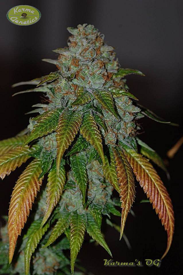 An image of Karma's OG