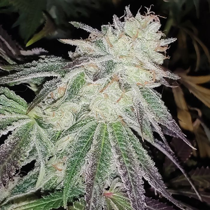 An image of Lemon Pina