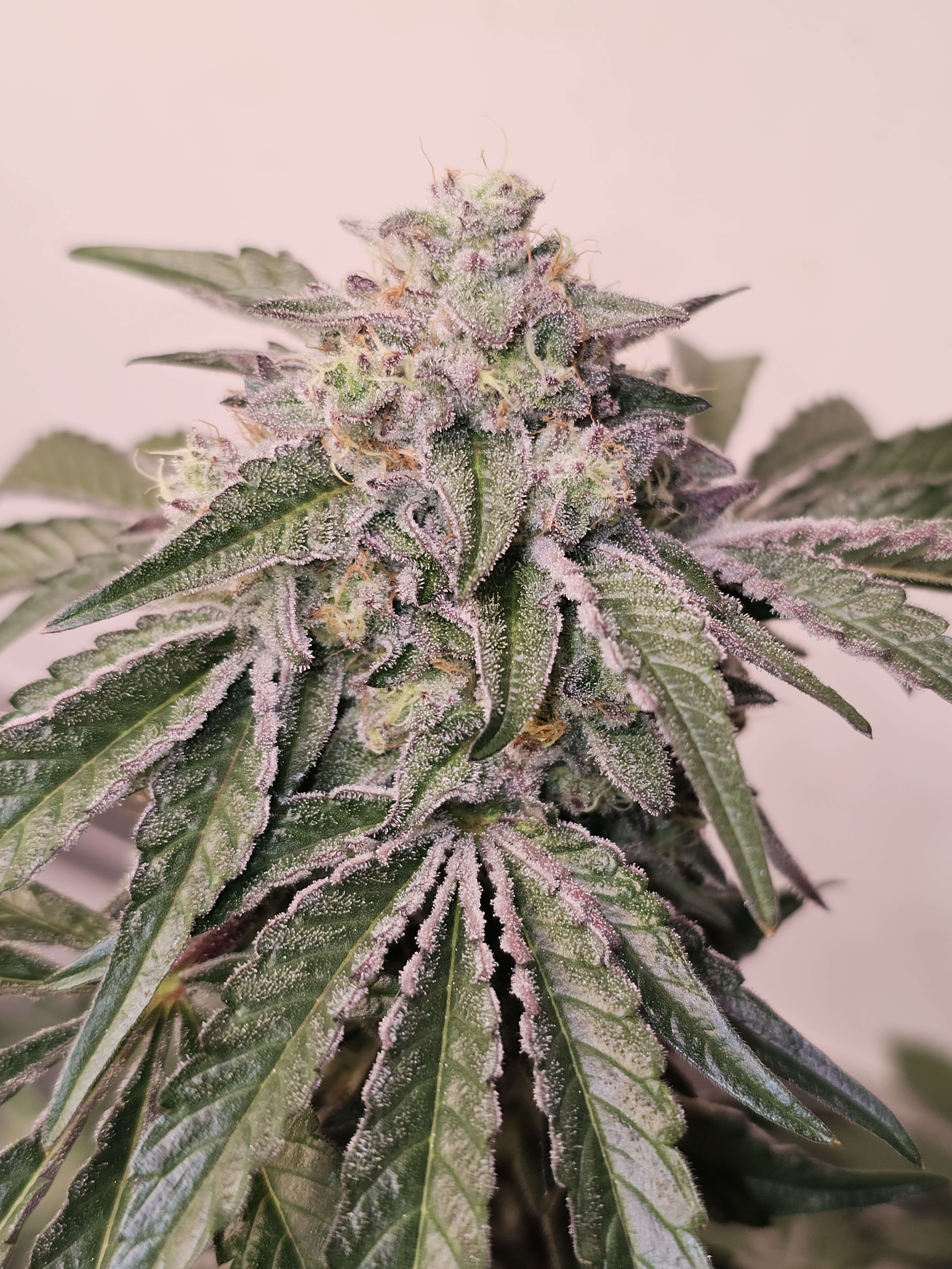 An image of Pink Pie