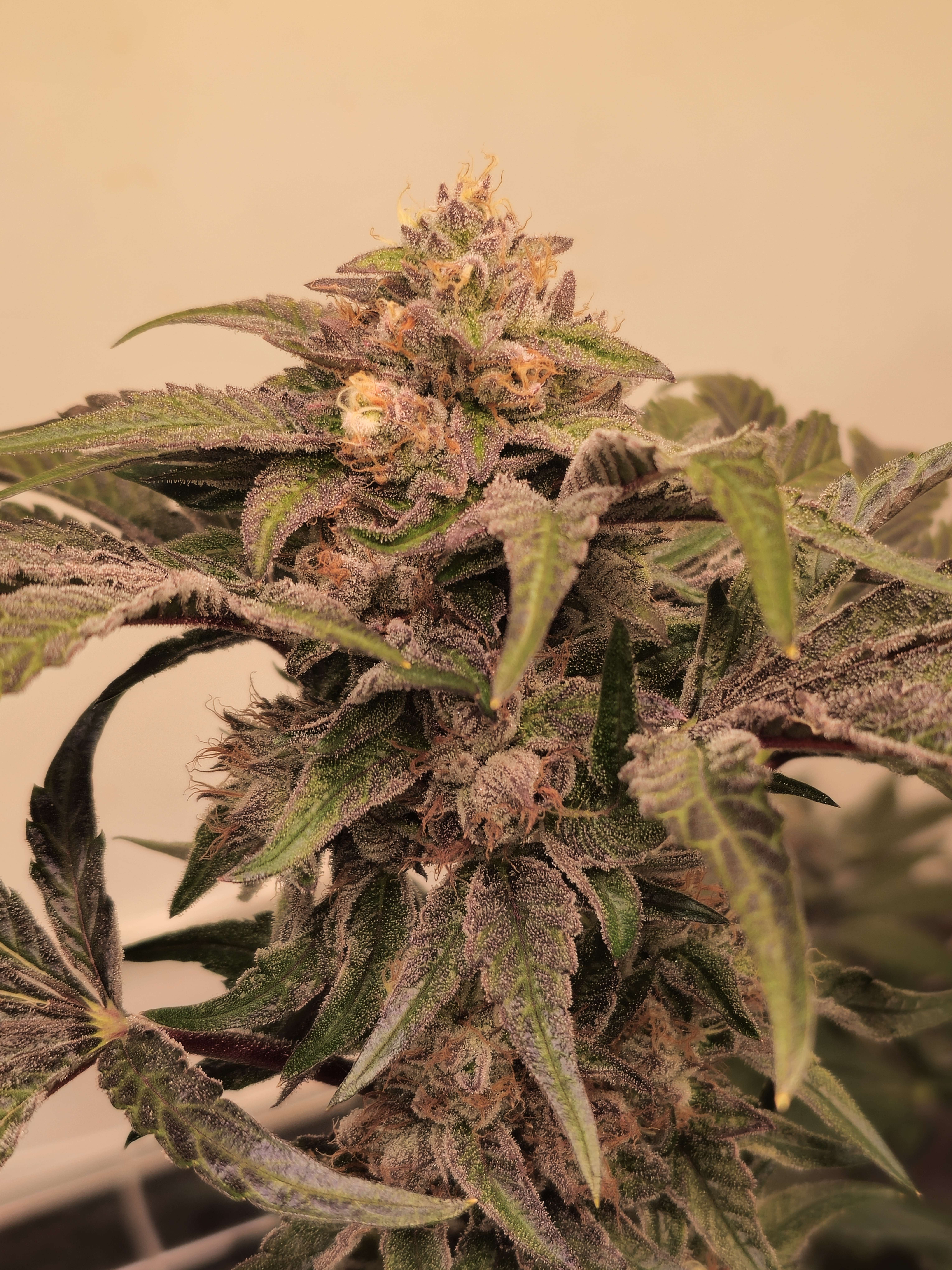 An image of Pink Zowahh