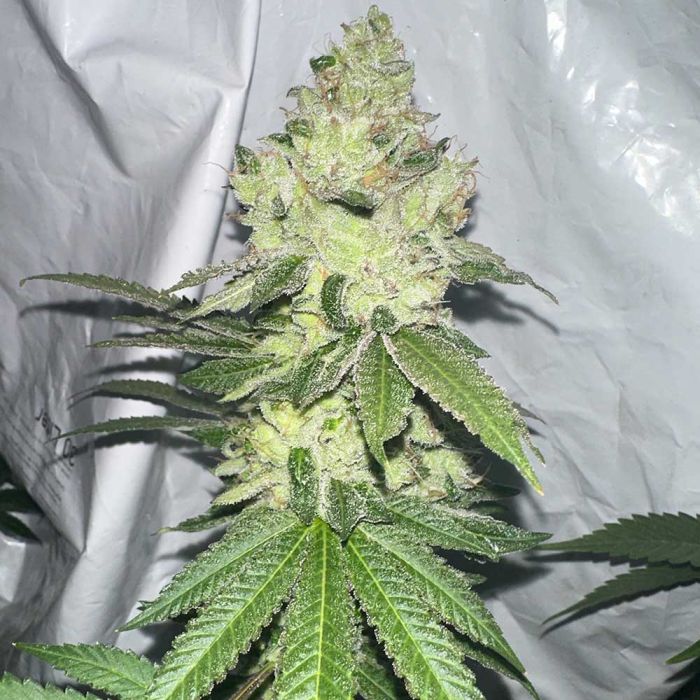 An image of Pinky Sour