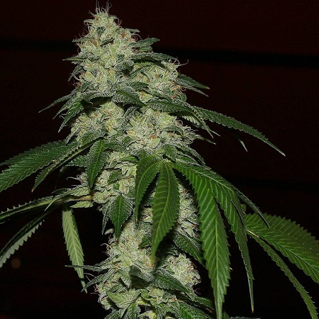 An image of Rado Banger