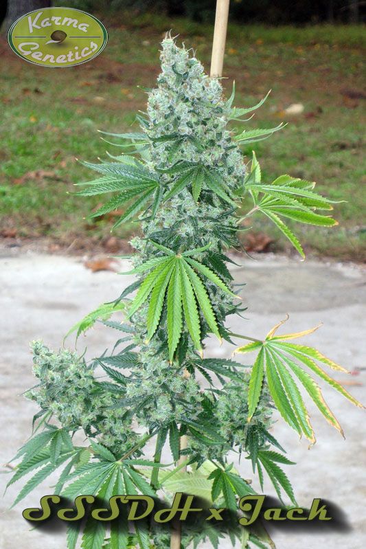 An image of SSSDH x Jack
