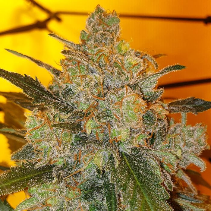 An image of Sour Ananas