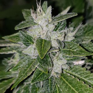 An image of Sour Diesel BX4