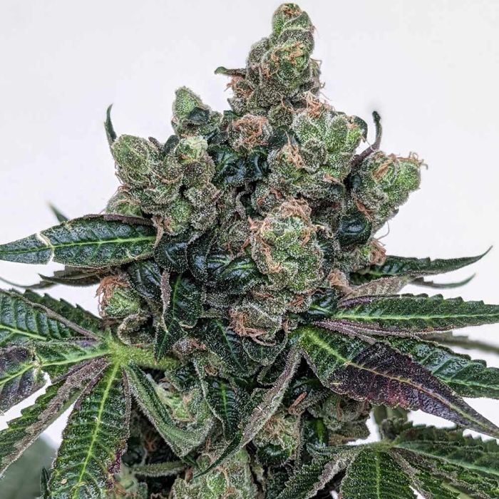 An image of Sour Froots