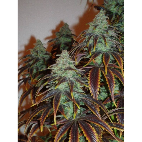 An image of Sour Jack