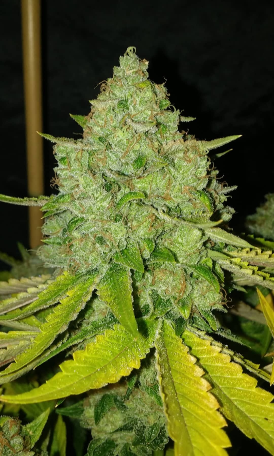 An image of Sour Rado