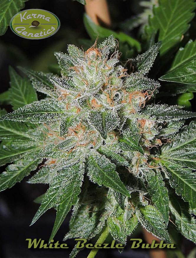 An image of White Beelze Bubba