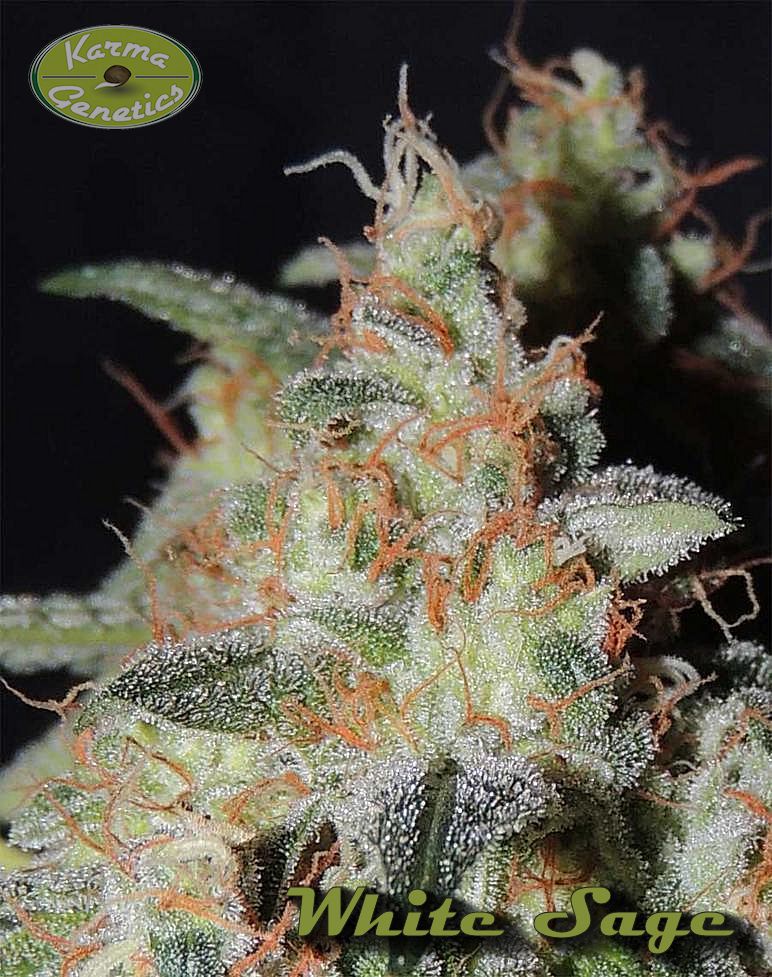 An image of White Sage
