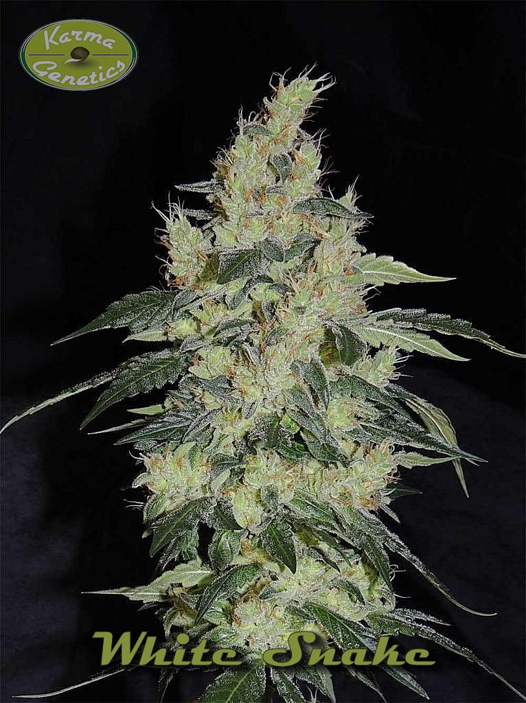 An image of White Snake