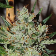 An image of White Sumo