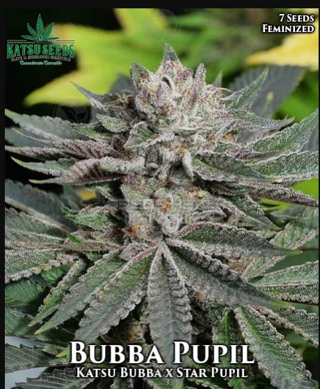 An image of Bubba Pupil