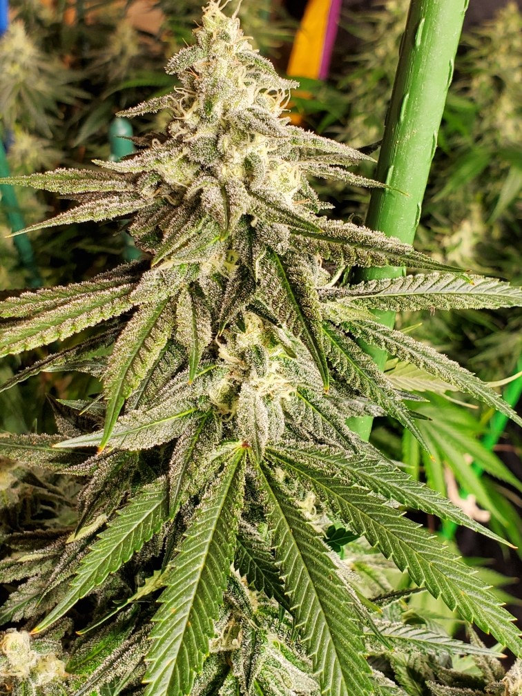An image of Cap Junky x Sour Diesel