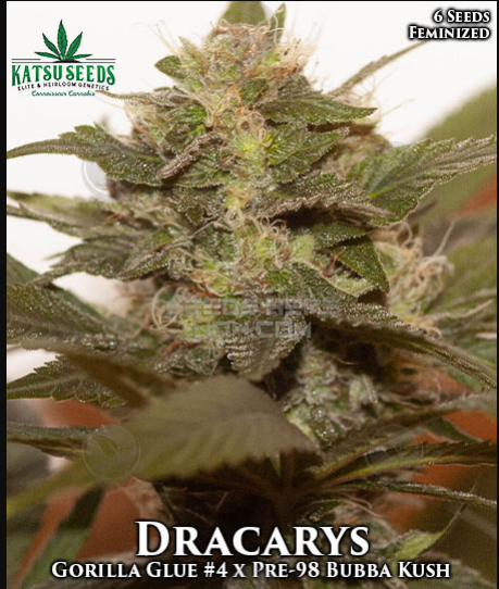 An image of Dracarys