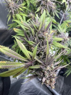 An image of Frankenberry Diesel
