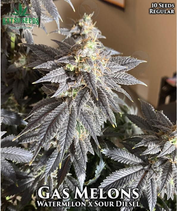 An image of Gas Melons