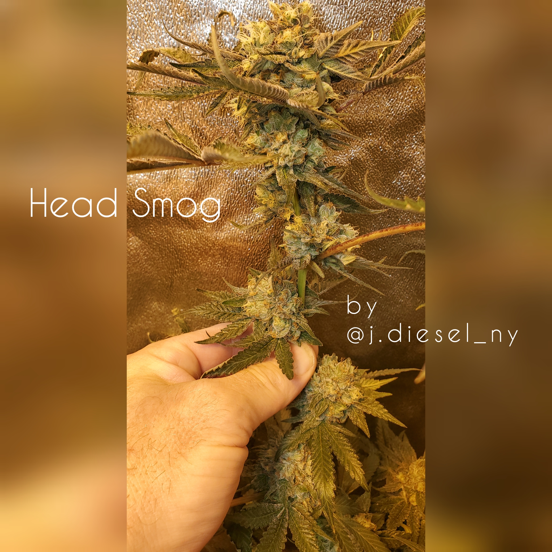 An image of Head Smog