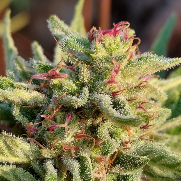 An image of Blue Sugarz