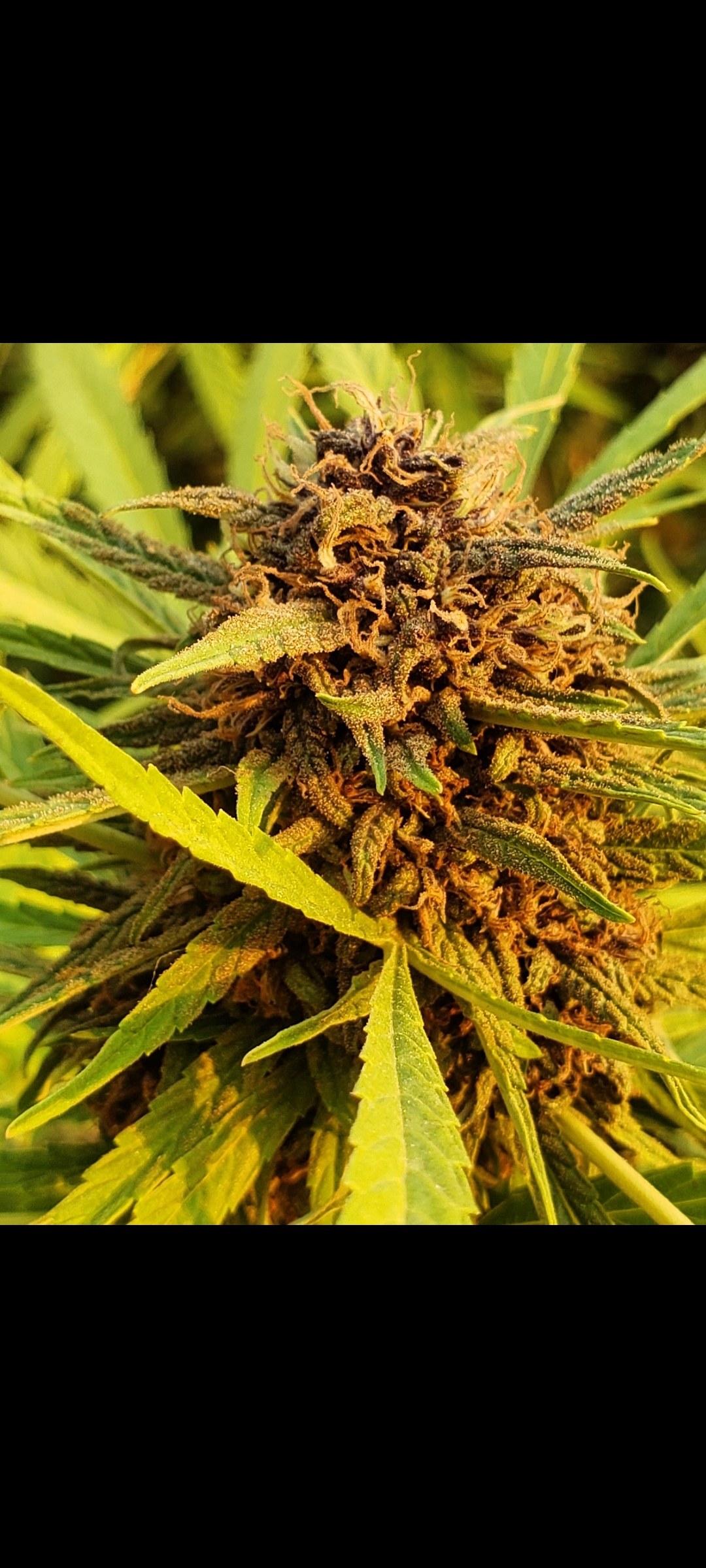 An image of Dr Dream