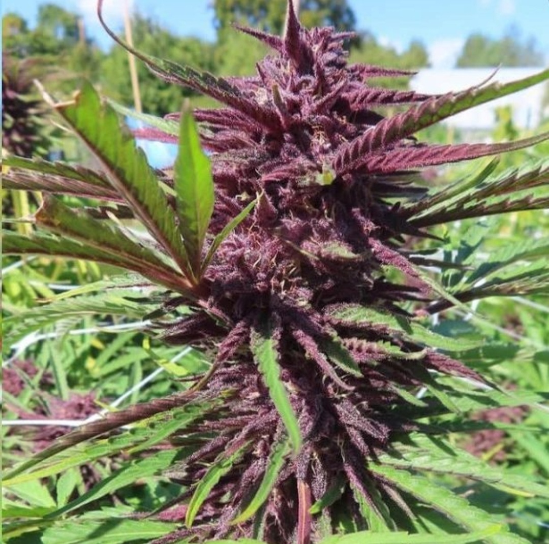 An image of Dr Grape
