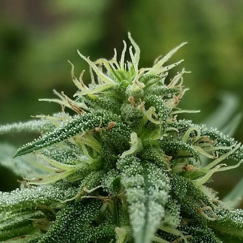 An image of JSD Strawberry Juice
