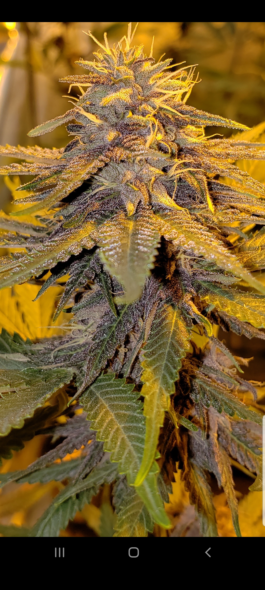 An image of Super Silver Grape