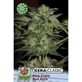 Crazy Bud Auto (Kera Seeds) :: Cannabis Strain Info :: SeedFinder.eu