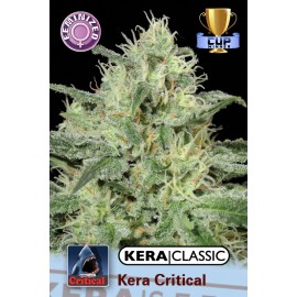 An image of Critical