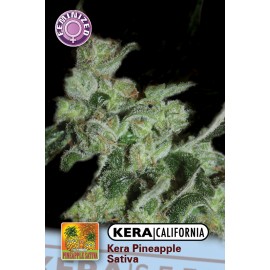 An image of Pineapple Sativa