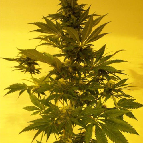 An image of Critical Auto