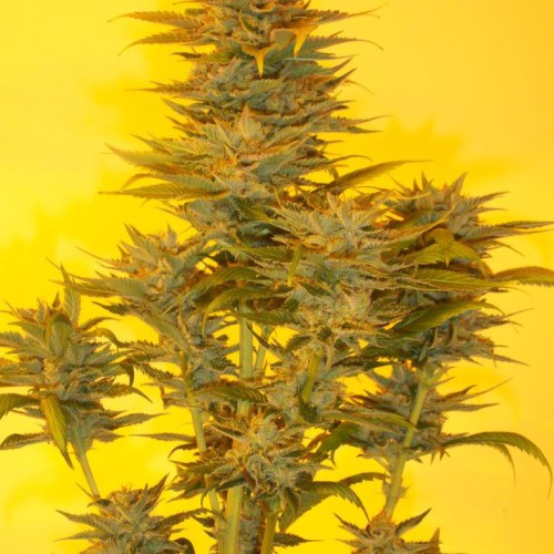 An image of Mujica Gold