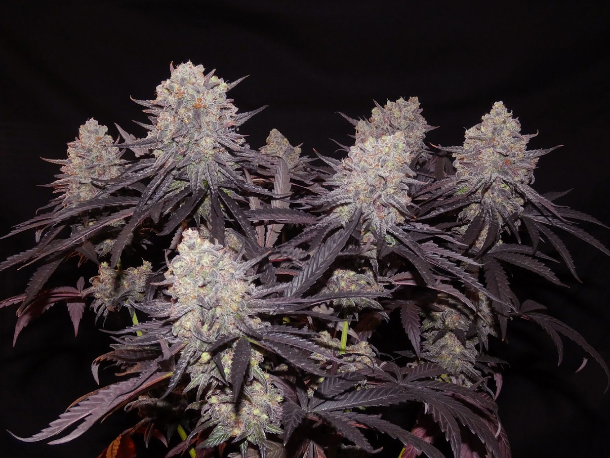 An image of Aladdin Kush
